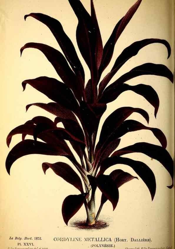 Reproducción/Reproduction 49163422788: Belgique horticole.. Liége.. 