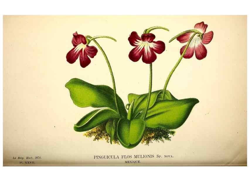 Reproducción/Reproduction 49163423073: Belgique horticole.. Liége.. 