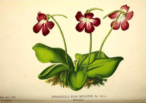 Reproducción/Reproduction 49163423073: Belgique horticole.. Liége.. 