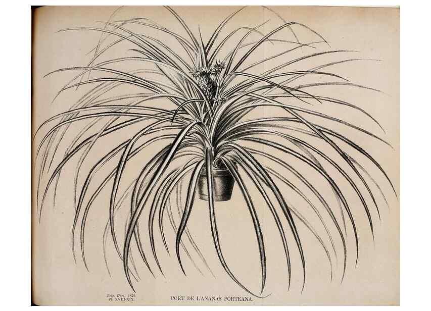 Reproducción/Reproduction 49164138477: Belgique horticole.. Liége.. 