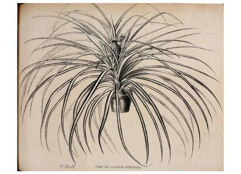 Reproducción/Reproduction 49164138477: Belgique horticole.. Liége.. 