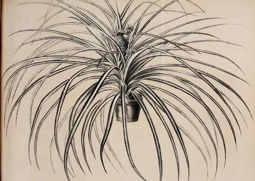 Reproducción/Reproduction 49164138477: Belgique horticole.. Liége.. 