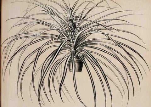 Reproducción/Reproduction 49164138477: Belgique horticole.. Liége.. 