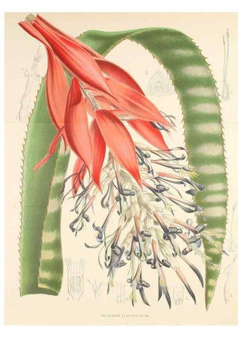 Reproducción/Reproduction 49163465243: Belgique horticole.. Liége.. 