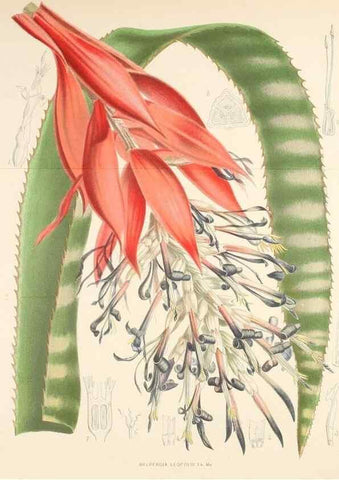 Reproducción/Reproduction 49163465243: Belgique horticole.. Liége.. 
