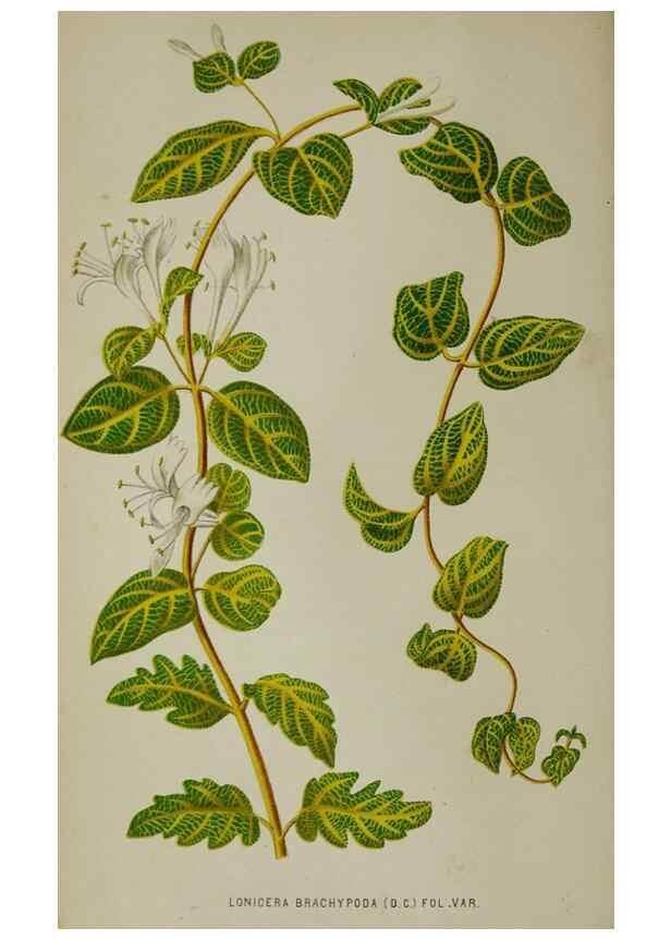 Reproducción/Reproduction 49163465868: Belgique horticole.. Liége.. 