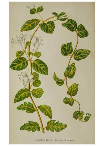 Reproducción/Reproduction 49163465868: Belgique horticole.. Liége.. 