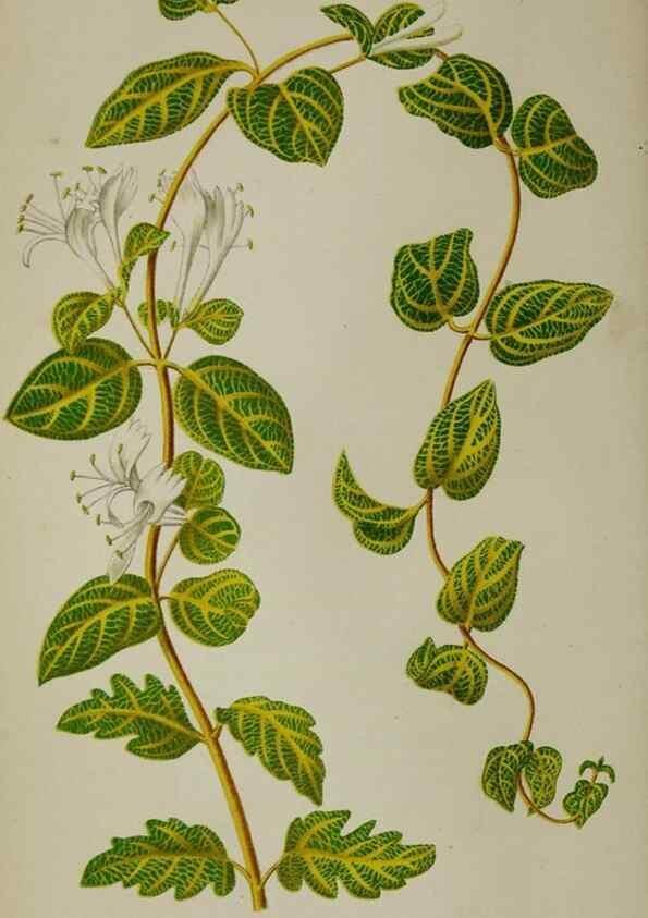 Reproducción/Reproduction 49163465868: Belgique horticole.. Liége.. 