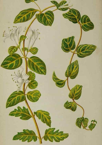 Reproducción/Reproduction 49163465868: Belgique horticole.. Liége.. 
