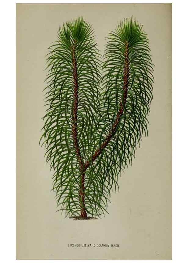 Reproducción/Reproduction 49164183687: Belgique horticole.. Liége.. 