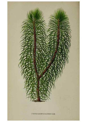 Reproducción/Reproduction 49164183687: Belgique horticole.. Liége.. 