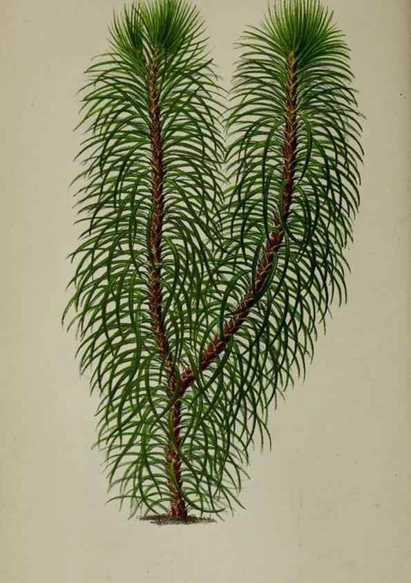 Reproducción/Reproduction 49164183687: Belgique horticole.. Liége.. 