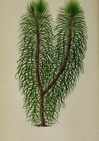 Reproducción/Reproduction 49164183687: Belgique horticole.. Liége.. 
