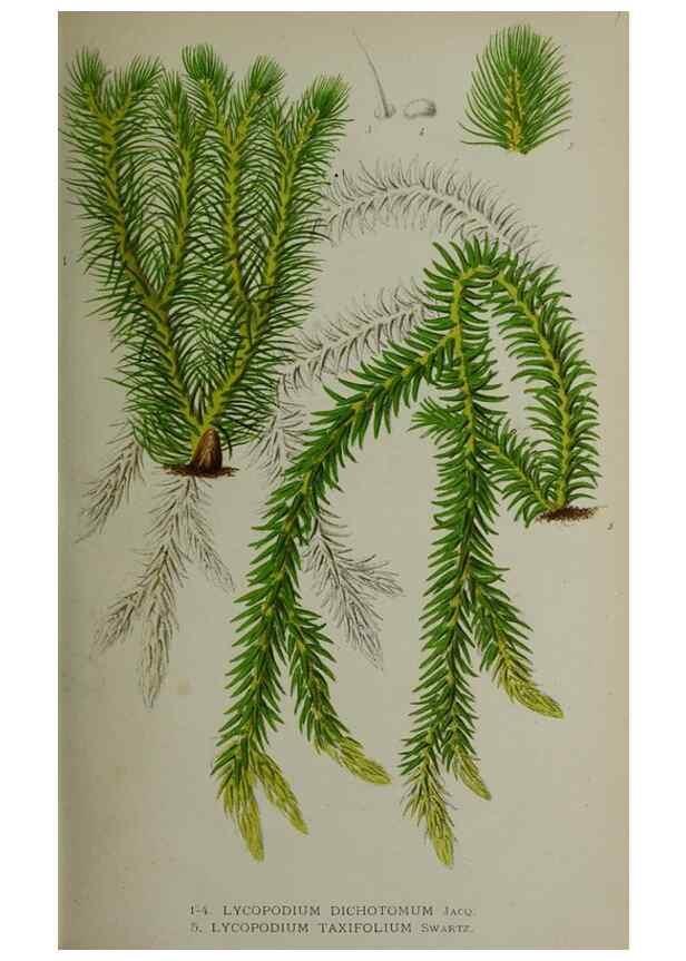 Reproducción/Reproduction 49164183987: Belgique horticole.. Liége.. 