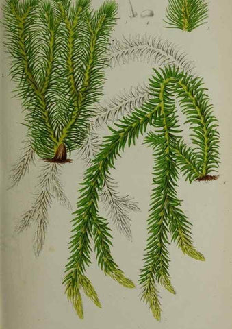 Reproducción/Reproduction 49164183987: Belgique horticole.. Liége.. 