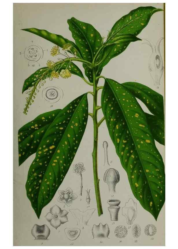Reproducción/Reproduction 49163950321: Belgique horticole.. Liége.. 