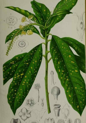 Reproducción/Reproduction 49163950321: Belgique horticole.. Liége.. 