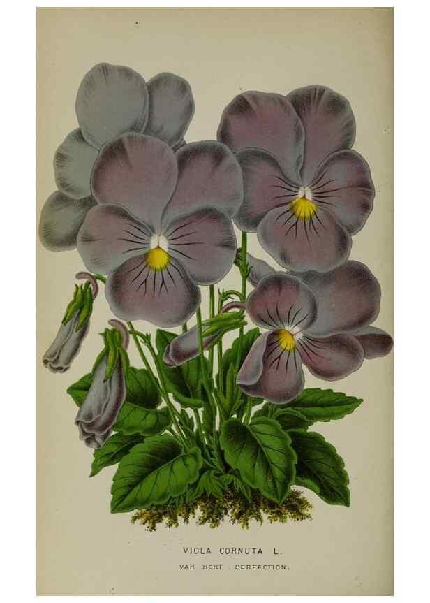 Reproducción/Reproduction 49163467073: Belgique horticole.. Liége.. 