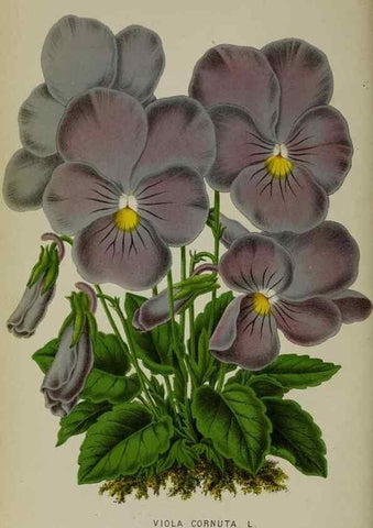 Reproducción/Reproduction 49163467073: Belgique horticole.. Liége.. 