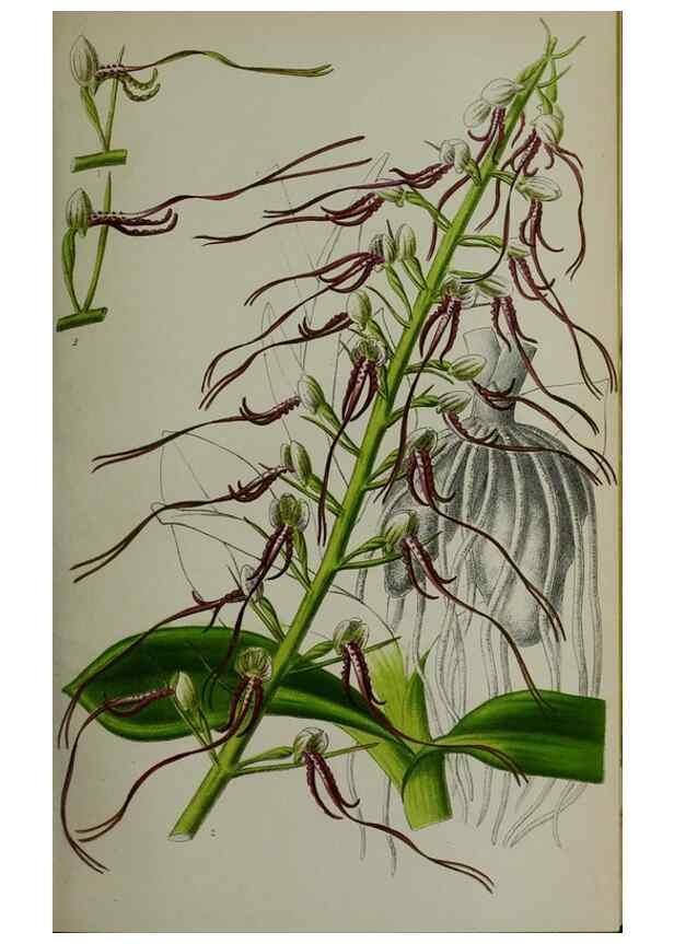 Reproducción/Reproduction 49164184892: Belgique horticole.. Liége.. 