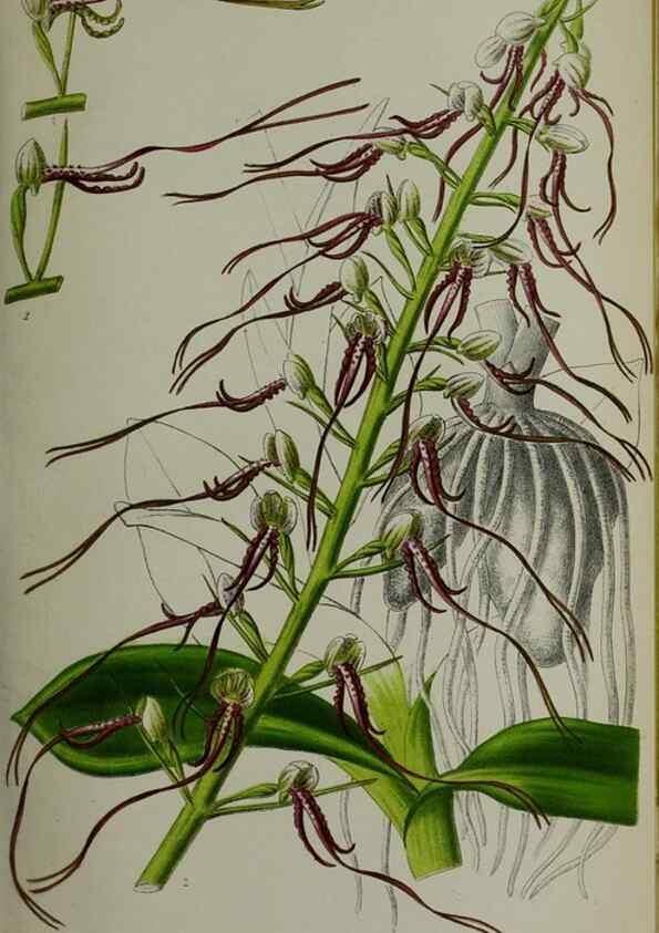 Reproducción/Reproduction 49164184892: Belgique horticole.. Liége.. 