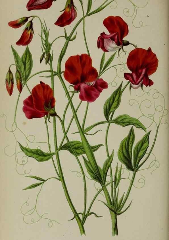 Reproducción/Reproduction 49163951231: Belgique horticole.. Liége.. 