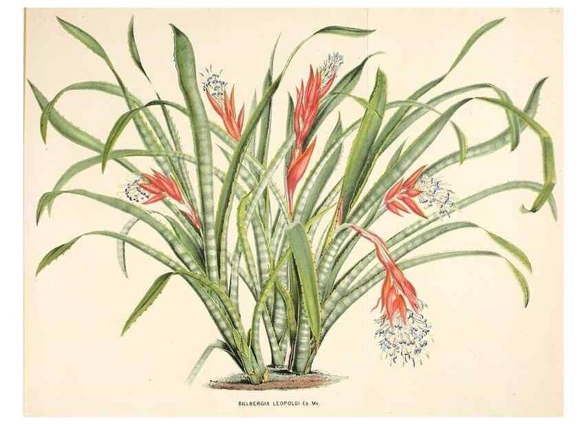 Reproducción/Reproduction 49163465553: Belgique horticole.. Liége.. 