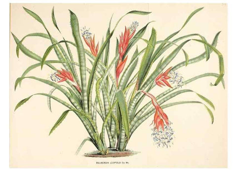 Reproducción/Reproduction 49163465553: Belgique horticole.. Liége.. 
