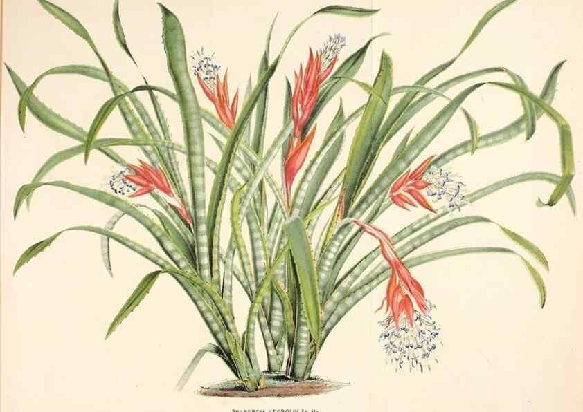 Reproducción/Reproduction 49163465553: Belgique horticole.. Liége.. 