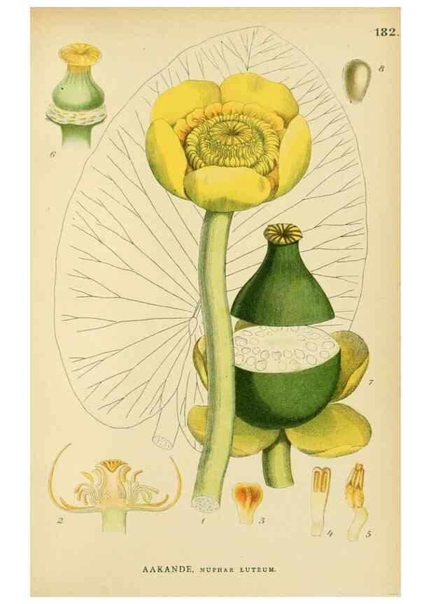 Reproducción/Reproduction 49157946802: Billeder af Nordens flora,. København,G.E.C. Gad,1901-1903 [i.e. 1907]. 