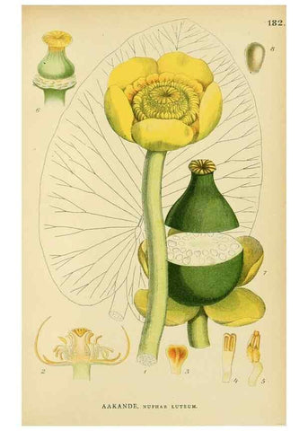 Reproducción/Reproduction 49157946802: Billeder af Nordens flora,. København,G.E.C. Gad,1901-1903 [i.e. 1907]. 