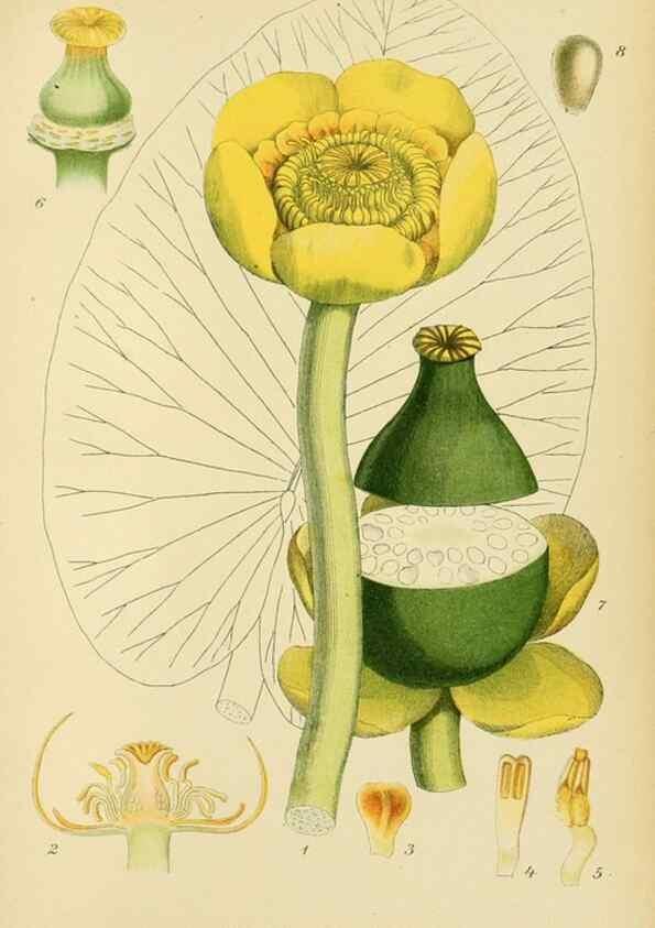 Reproducción/Reproduction 49157946802: Billeder af Nordens flora,. København,G.E.C. Gad,1901-1903 [i.e. 1907]. 