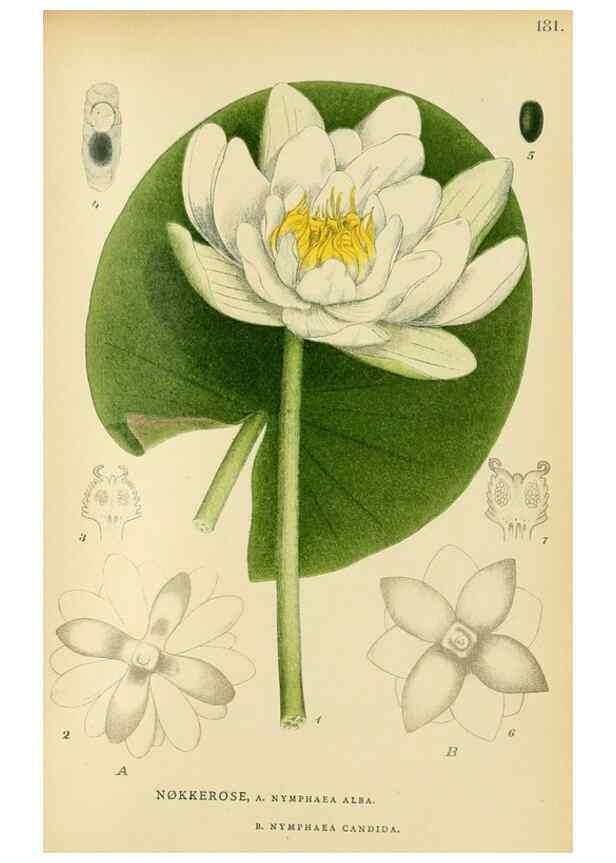 Reproducción/Reproduction 49157235703: Billeder af Nordens flora,. København,G.E.C. Gad,1901-1903 [i.e. 1907]. 