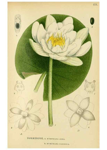 Reproducción/Reproduction 49157235703: Billeder af Nordens flora,. København,G.E.C. Gad,1901-1903 [i.e. 1907]. 