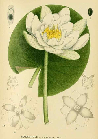 Reproducción/Reproduction 49157235703: Billeder af Nordens flora,. København,G.E.C. Gad,1901-1903 [i.e. 1907]. 