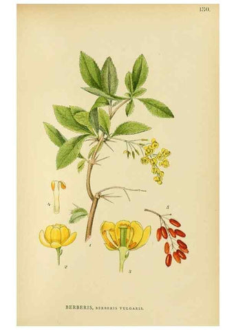 Reproducción/Reproduction 49157235378: Billeder af Nordens flora,. København,G.E.C. Gad,1901-1903 [i.e. 1907]. 