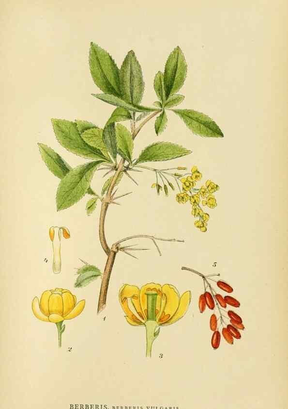 Reproducción/Reproduction 49157235378: Billeder af Nordens flora,. København,G.E.C. Gad,1901-1903 [i.e. 1907]. 