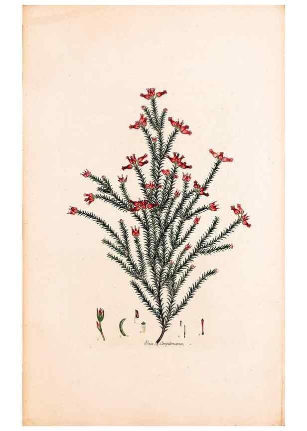 Reproducción/Reproduction 49157102678: Coloured engravings of heaths :. London :Published by the Author. Printed by T. Bensley,1802-09 [1830?]. 