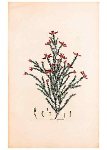 Reproducción/Reproduction 49157102678: Coloured engravings of heaths :. London :Published by the Author. Printed by T. Bensley,1802-09 [1830?]. 