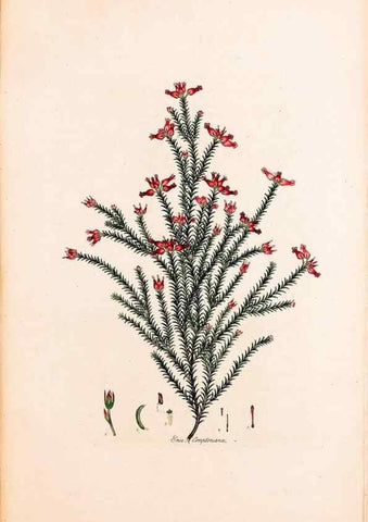 Reproducción/Reproduction 49157102678: Coloured engravings of heaths :. London :Published by the Author. Printed by T. Bensley,1802-09 [1830?]. 