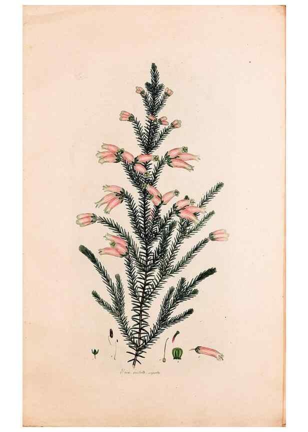 Reproducción/Reproduction 49157102988: Coloured engravings of heaths :. London :Published by the Author. Printed by T. Bensley,1802-09 [1830?]. 