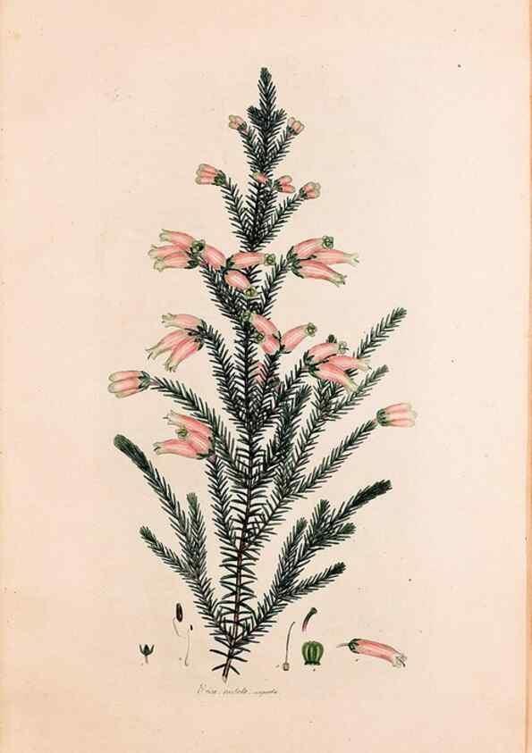 Reproducción/Reproduction 49157102988: Coloured engravings of heaths :. London :Published by the Author. Printed by T. Bensley,1802-09 [1830?]. 