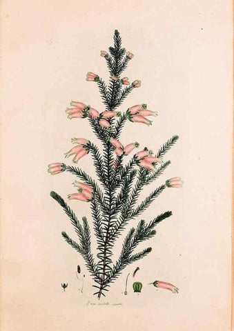 Reproducción/Reproduction 49157102988: Coloured engravings of heaths :. London :Published by the Author. Printed by T. Bensley,1802-09 [1830?]. 