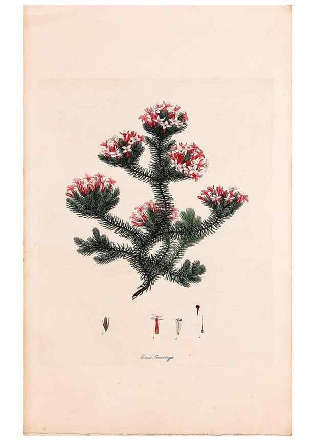 Reproducción/Reproduction 49157103333: Coloured engravings of heaths :. London :Published by the Author. Printed by T. Bensley,1802-09 [1830?]. 