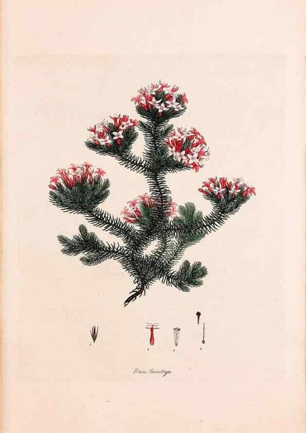 Reproducción/Reproduction 49157103333: Coloured engravings of heaths :. London :Published by the Author. Printed by T. Bensley,1802-09 [1830?]. 