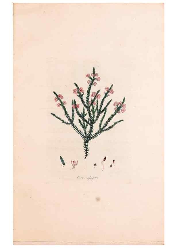 Reproducción/Reproduction 49157592916: Coloured engravings of heaths :. London :Published by the Author. Printed by T. Bensley,1802-09 [1830?]. 