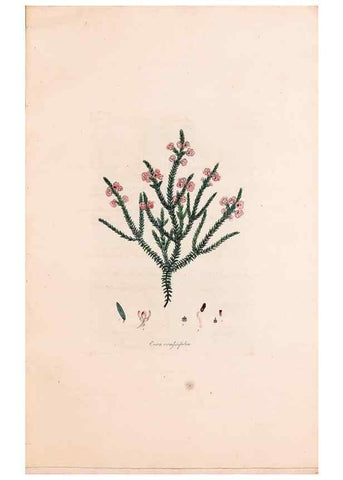 Reproducción/Reproduction 49157592916: Coloured engravings of heaths :. London :Published by the Author. Printed by T. Bensley,1802-09 [1830?]. 