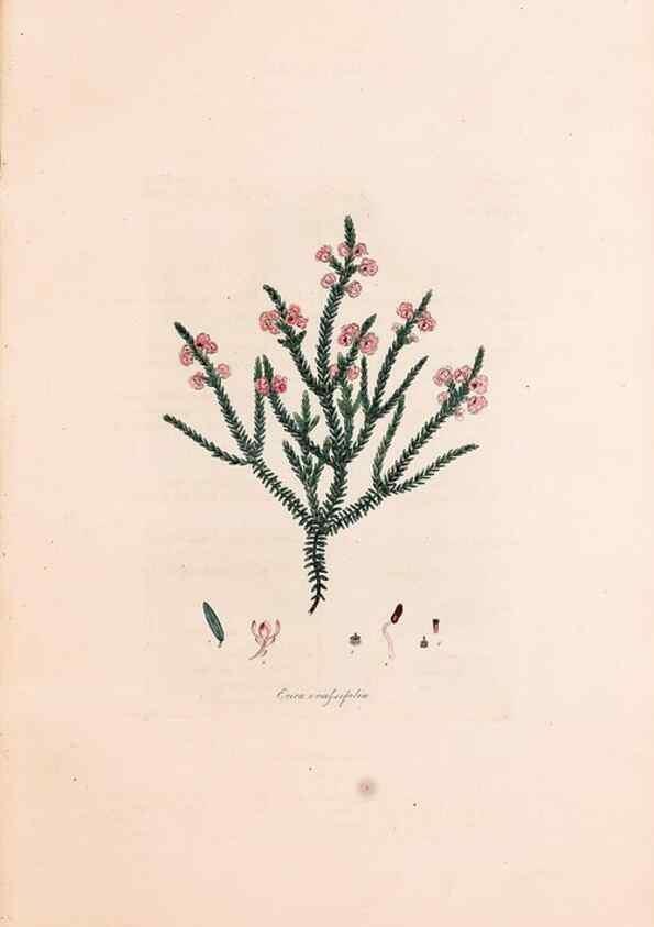 Reproducción/Reproduction 49157592916: Coloured engravings of heaths :. London :Published by the Author. Printed by T. Bensley,1802-09 [1830?]. 