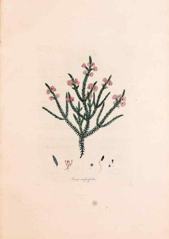 Reproducción/Reproduction 49157592916: Coloured engravings of heaths :. London :Published by the Author. Printed by T. Bensley,1802-09 [1830?]. 