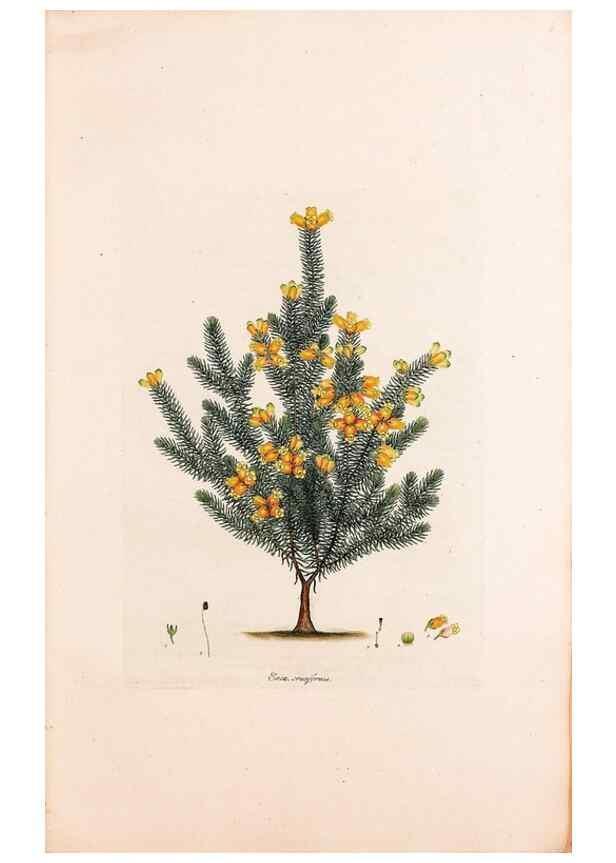 Reproducción/Reproduction 49157813302: Coloured engravings of heaths :. London :Published by the Author. Printed by T. Bensley,1802-09 [1830?]. 